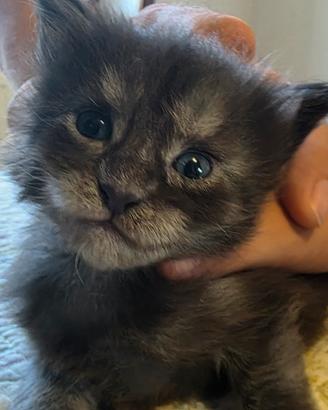 Maine Coon cuccioli con libretto e vaccino – Roma