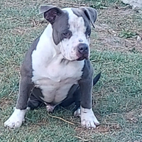 Cuccioloni American bully Pocket