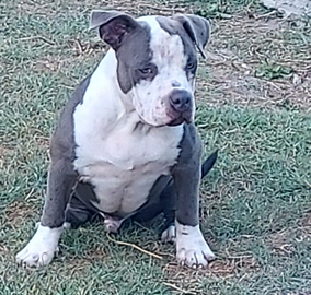 Cuccioloni American bully Pocket
