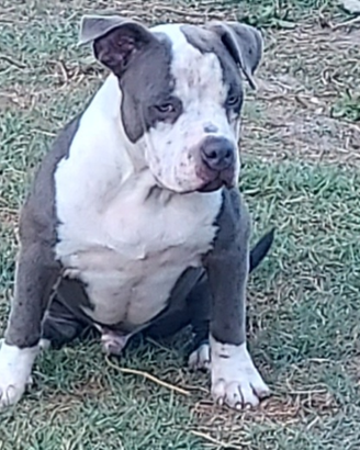 Cuccioloni American bully Pocket
