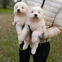 Pastore Abbruzzese linea marsicano