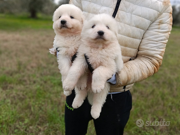 Pastore Abbruzzese linea marsicano