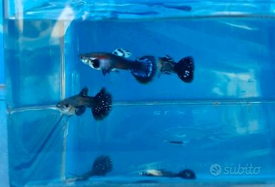 Pesci guppy
