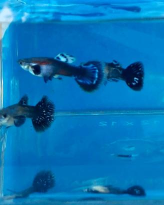 Pesci guppy