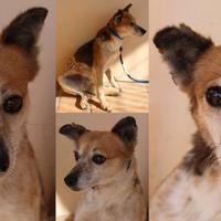 Vale, una cagnolina minuta dal cuore immenso