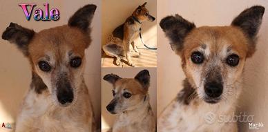 Vale, una cagnolina minuta dal cuore immenso