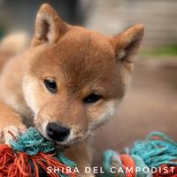 Shiba inu cucciolo di piccola taglia maschio ENCI