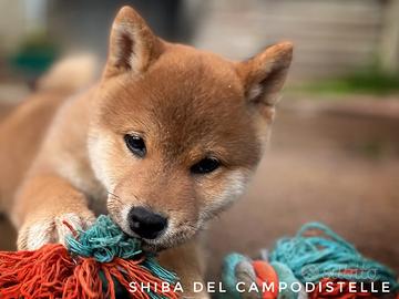 Shiba inu cucciolo di piccola taglia maschio ENCI