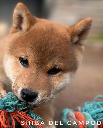 Shiba inu cucciolo di piccola taglia maschio ENCI