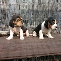 Beagle Elizabeth cuccioli