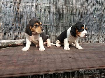 Beagle Elizabeth cuccioli