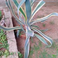 agave variegata