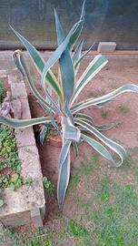 agave variegata