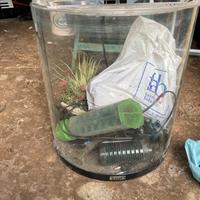 acquario completo della tetra