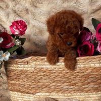 Cucciolo barboncino toy red