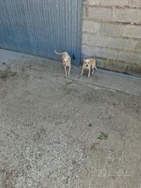 Cagnolini meticci