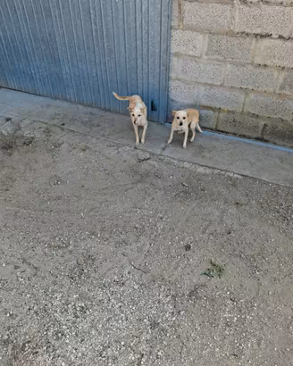 Cagnolini meticci