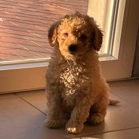 Barbone nano PER MONTE