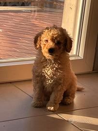 Barbone nano PER MONTE