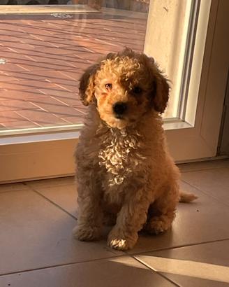 Barbone nano PER MONTE