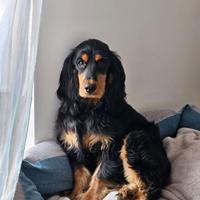 Cocker spaniel nero focato