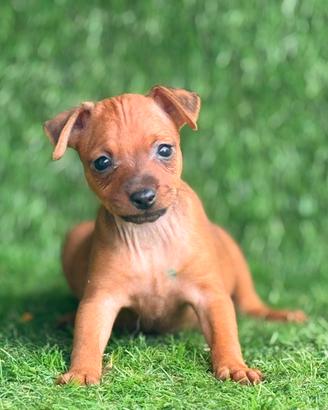 Pinscher