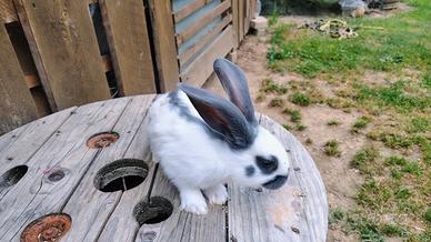Conigli papillon pezzato gigante