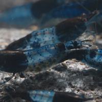 Neocaridina rilli blue