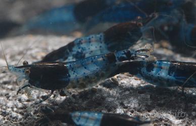 Neocaridina rilli blue