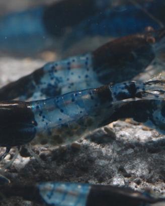 Neocaridina rilli blue