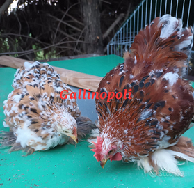 Cocincine nane,moroseta pulcini ornamentali