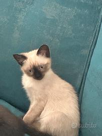 Gatto siamese