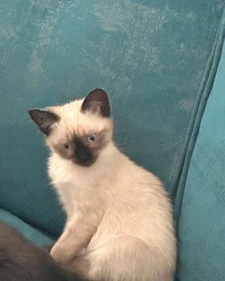 Gatto siamese