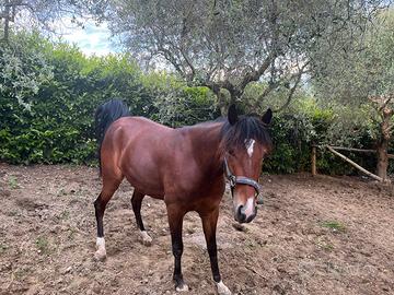 Cavallo