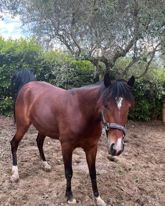 Cavallo
