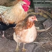 Animali da cortile: galline, anatre,piccioni