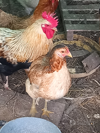 Animali da cortile: galline, anatre,piccioni