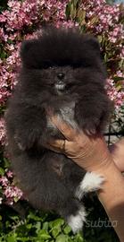Cuccioli di pomerania