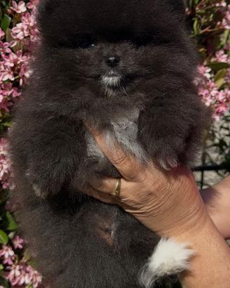 Cuccioli di pomerania