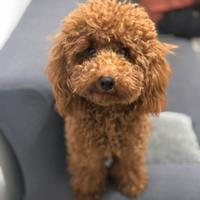 Barboncino femmina accoppiamento