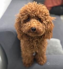 Barboncino femmina accoppiamento