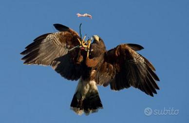 Rapaci da Bird Control - allontanamento colombi