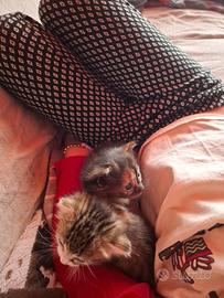 Cuccioli di gatto