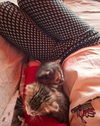 Cuccioli di gatto