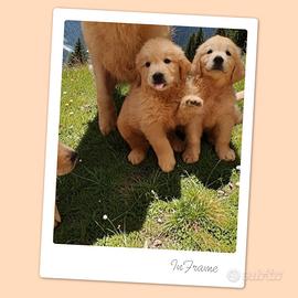 Cuccioli di Golden retriever