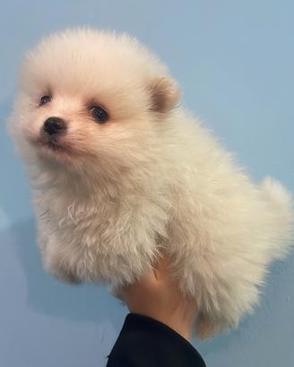 Spitz Pomerania
