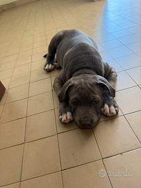 Pitbull blue nuse