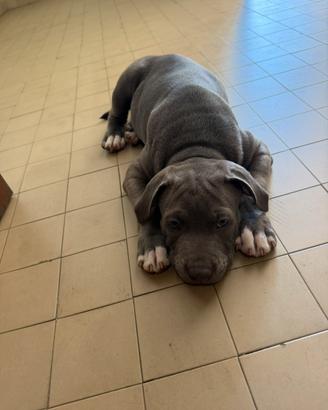 Pitbull blue nuse