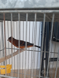 F1 di cardinalino , Incardellati, portoghesi