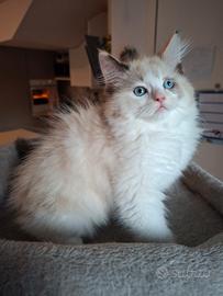 Cucciola di ragdoll senza pedigree